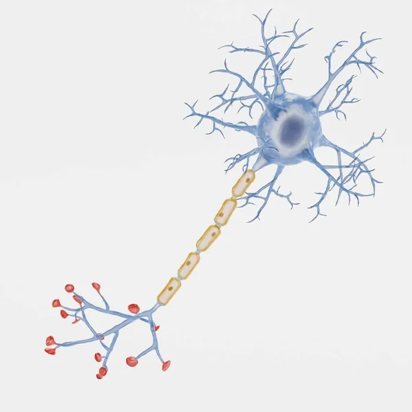 Realistyczne Renderowanie Neuron — Zdjęcie stockowe