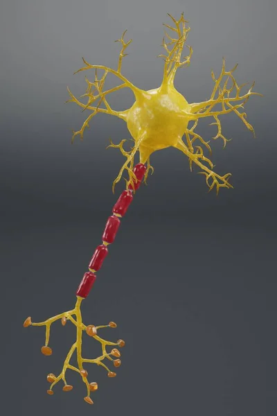 Rendering Realistico Del Neurone — Foto Stock