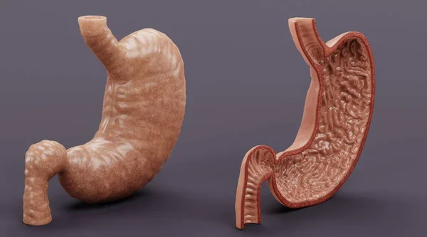 Realisztikus Render Human Gomach — Stock Fotó