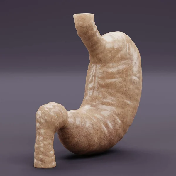 現実的な3D人体胃のレンダリング — ストック写真