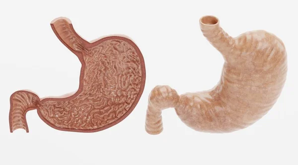 現実的な3D人体胃のレンダリング — ストック写真