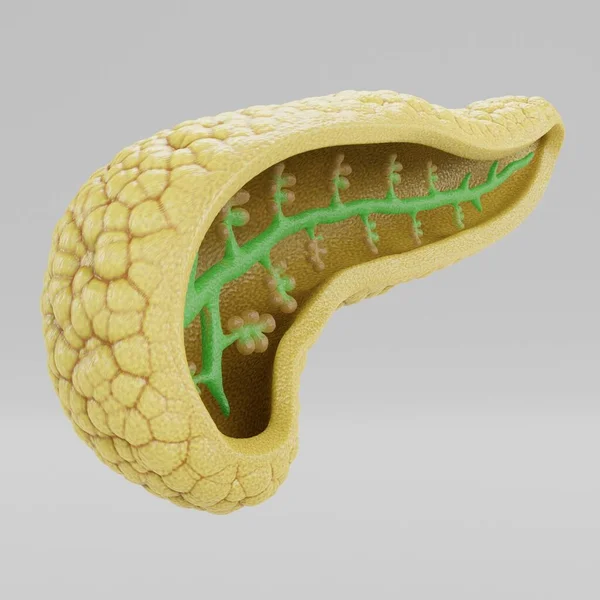 现实的胰腺3D渲染 — 图库照片
