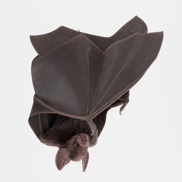 吸血鬼蝙蝠的真实感3D渲染 — 图库照片
