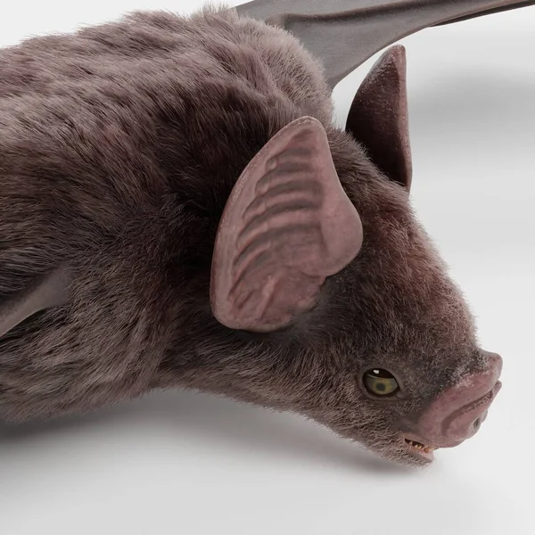 Ρεαλιστική Render Vampire Bat — Φωτογραφία Αρχείου