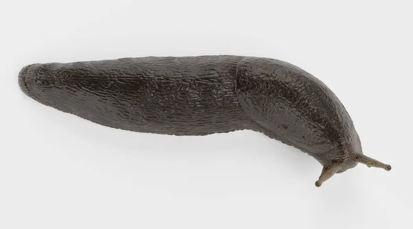 Siyah Sümüklüböceğin Gerçekçi Çizimi — Stok fotoğraf