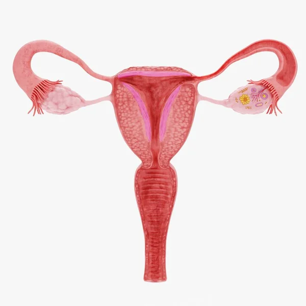 Realistic Render Female Reproductive System — Stock Photo, Image