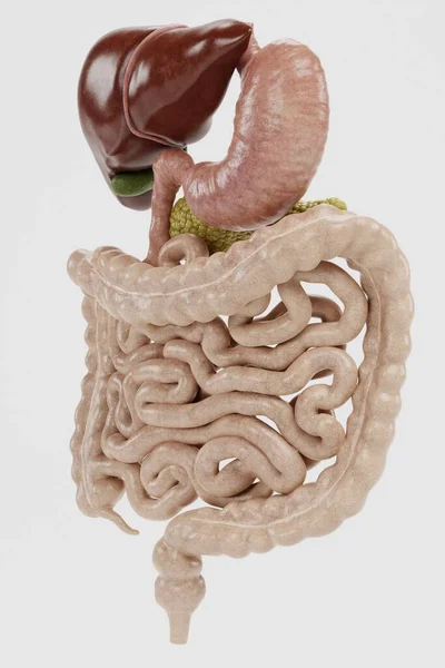 Realisztikus Render Human Digestive System — Stock Fotó