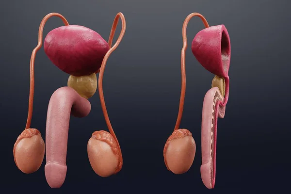 Realistic Render Male Reproductive System — Stock Photo, Image