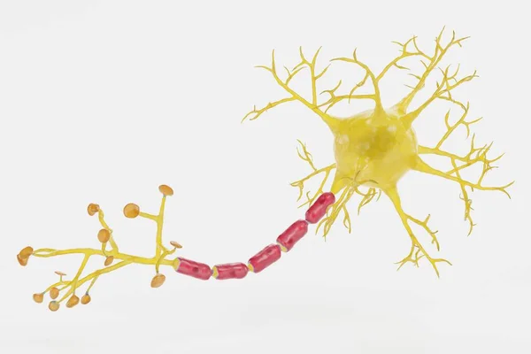 Realistické Vykreslení Neuron — Stock fotografie