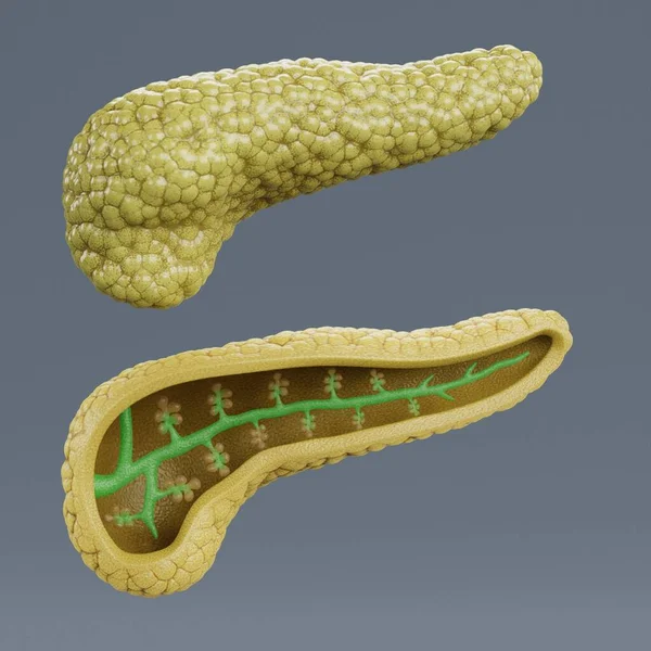 Pancreas 현실적 — 스톡 사진