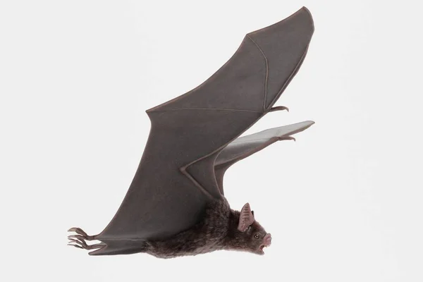 Realisztikus Render Vampire Bat — Stock Fotó