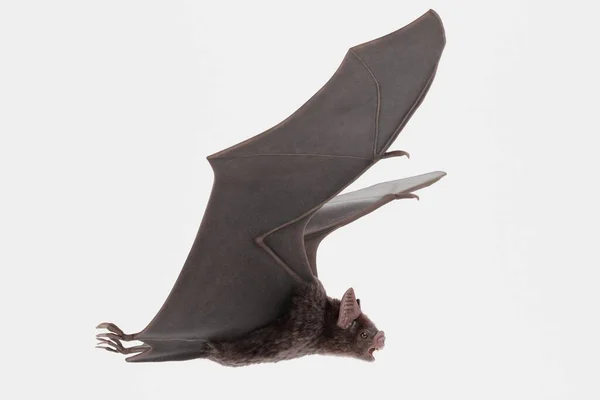 Rendre Réaliste Chauve Souris Vampire — Photo