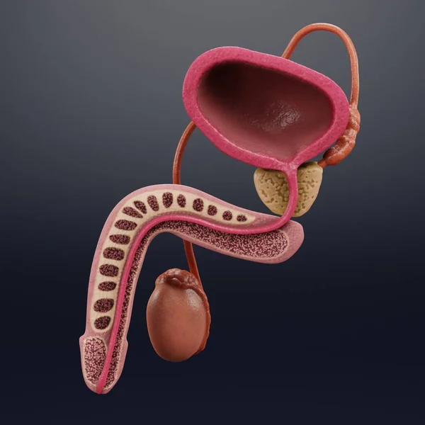 现实的男性生殖系统3D渲染 — 图库照片