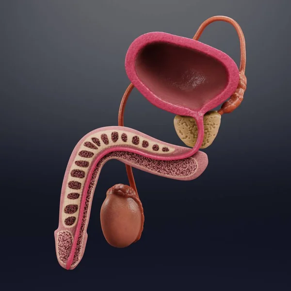 Realistische Darstellung Des Männlichen Fortpflanzungssystems — Stockfoto