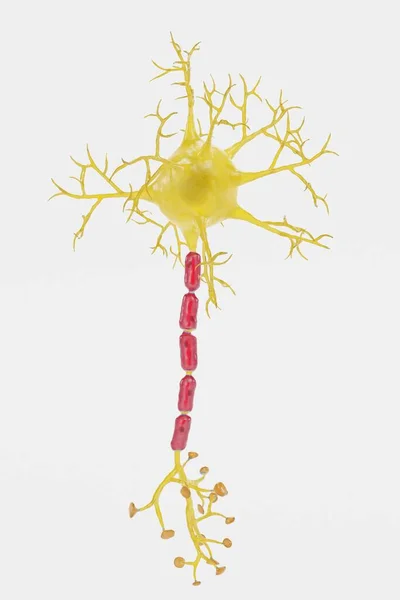 Realistyczne Renderowanie Neuron — Zdjęcie stockowe