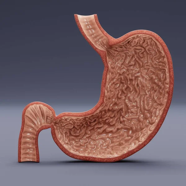 现实的人类胃三维渲染 — 图库照片