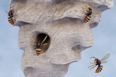 Yaban Arısı Yuvasının Gerçekçi 3B Hazırlaması