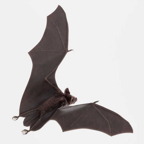 Rendre Réaliste Chauve Souris Vampire — Photo