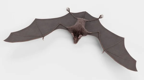 흡혈귀 박쥐의 현실적 — 스톡 사진