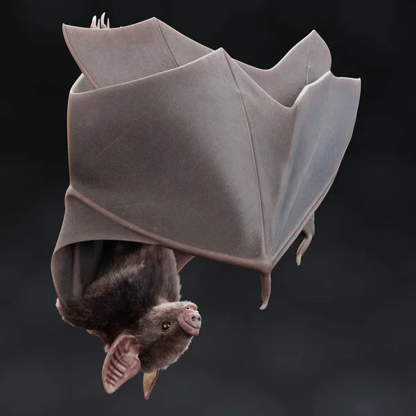 Ρεαλιστική Render Vampire Bat — Φωτογραφία Αρχείου