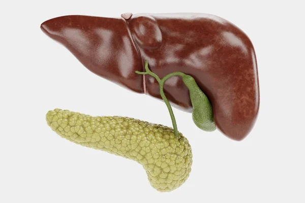 具有胰腺的人类肝脏的真实感3D渲染 — 图库照片