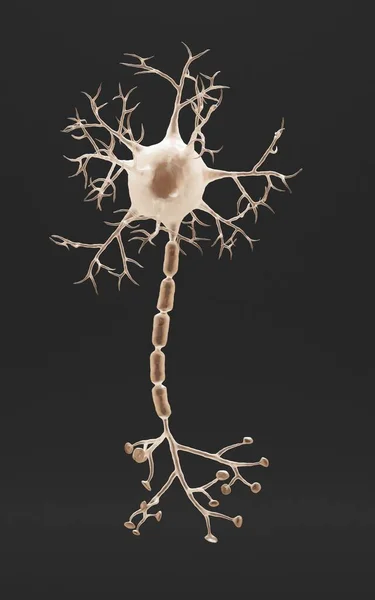 Rendering Realistico Del Neurone — Foto Stock