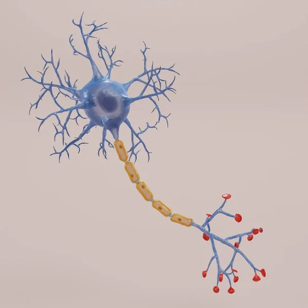 Realistyczne Renderowanie Neuron — Zdjęcie stockowe