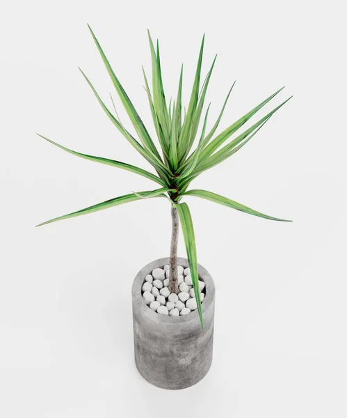 Realista Renderizado Del Árbol Dracena — Foto de Stock