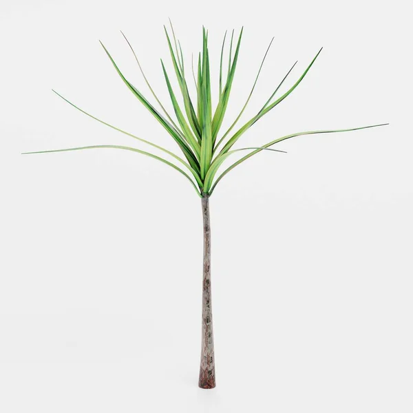 Realistyczny Render Drzewa Dracena — Zdjęcie stockowe