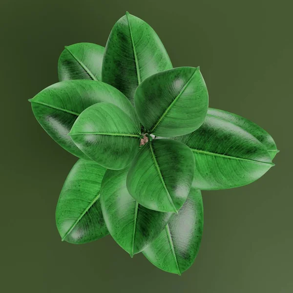 Realista Render Ficus Pot — Fotografia de Stock