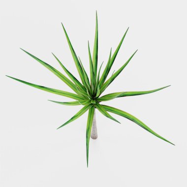 Dracena Ağacının Gerçekçi 3B Çizimi