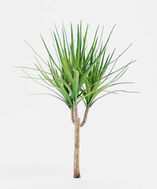 Dracena Ağacının Gerçekçi 3B Çizimi