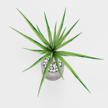 Dracena Ağacının Gerçekçi 3B Çizimi