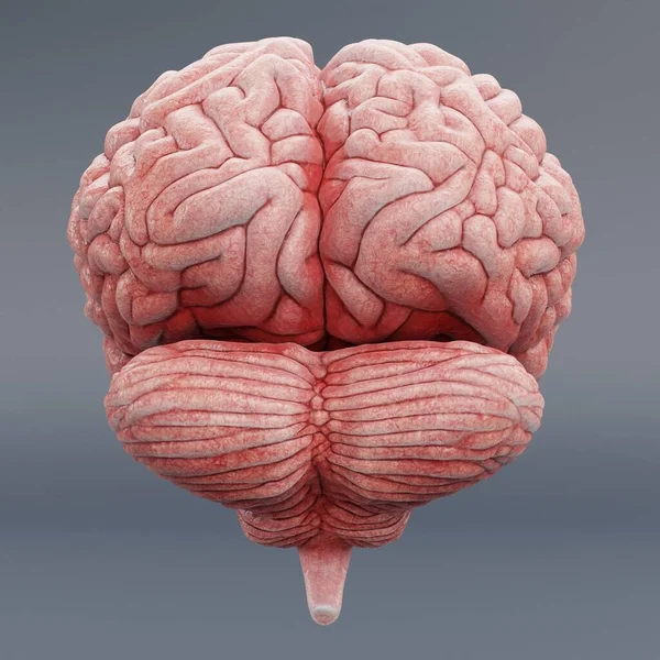 Realistic Render Human Brain — Stock Photo, Image