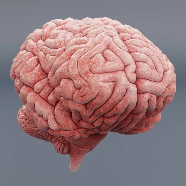 Realista Renderizado Cerebro Humano —  Fotos de Stock