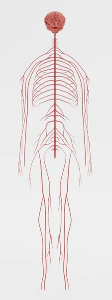 Rendering Realistico Del Sistema Nervoso — Foto Stock