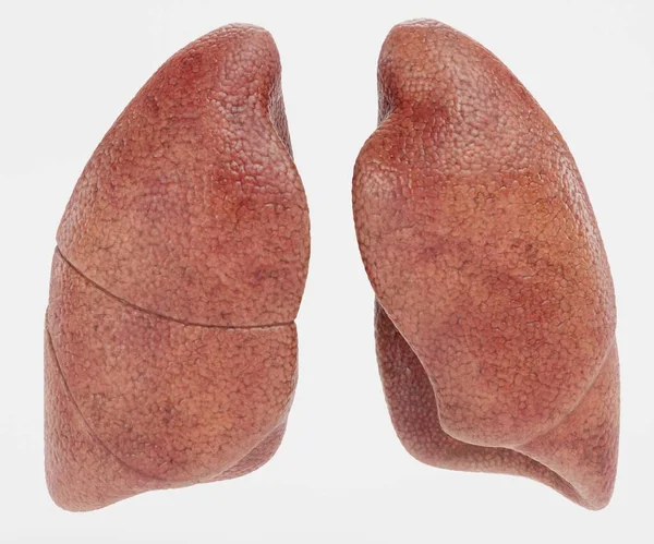 真实的 渲染的肺 — 图库照片