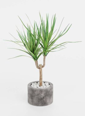 Dracena Ağacının Gerçekçi 3B Çizimi