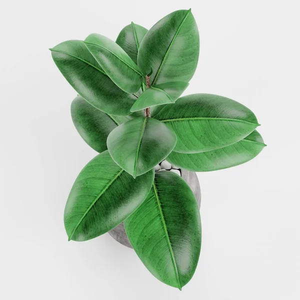 Realista Render Ficus Pot —  Fotos de Stock