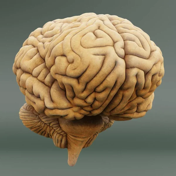 人間の脳の現実的な3Dレンダリング — ストック写真