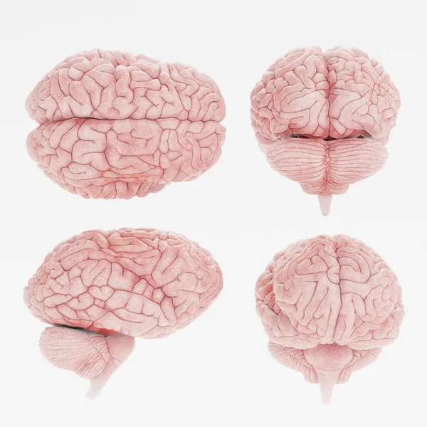 Realistic Render Human Brain — Stock Photo, Image