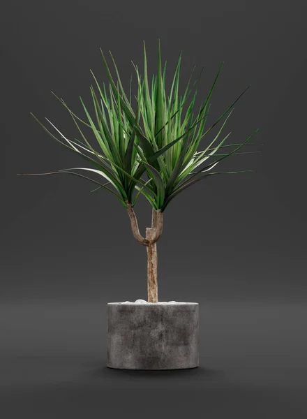 Renderização Realista Árvore Dracena — Fotografia de Stock