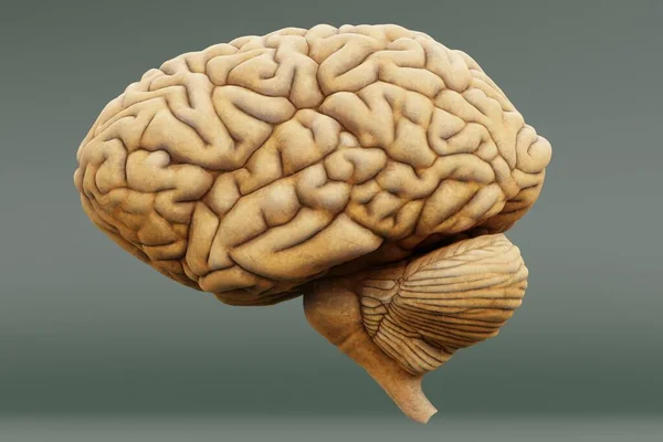 Realistic Render Human Brain — Stock Photo, Image