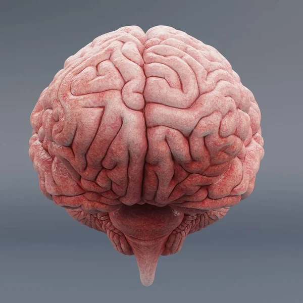Render Realistico Del Cervello Umano — Foto Stock