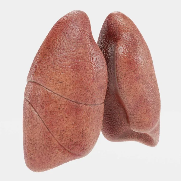 真实的 渲染的肺 — 图库照片