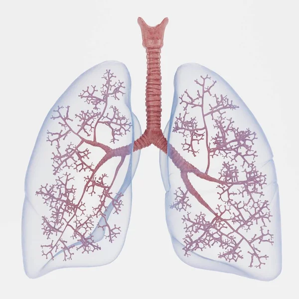 呼吸系统的真实感3D渲染 — 图库照片