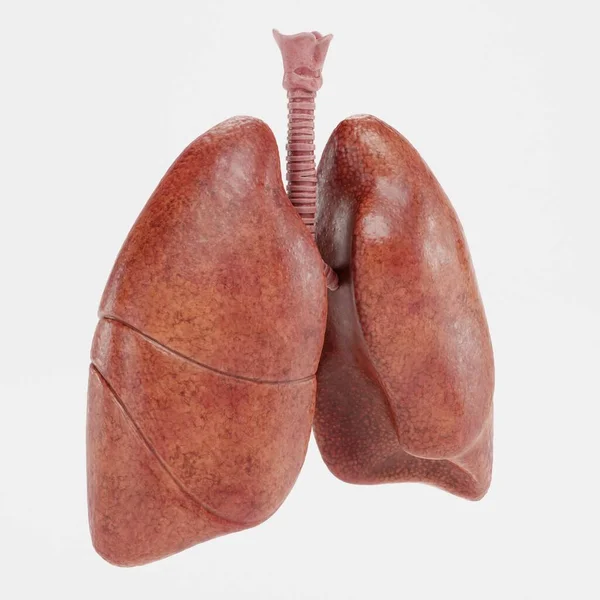 Реалистичный Рендер Дыхательной Системы — стоковое фото