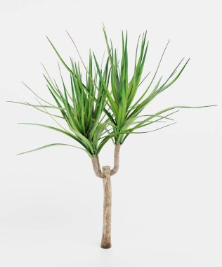 Dracena Ağacının Gerçekçi 3B Çizimi