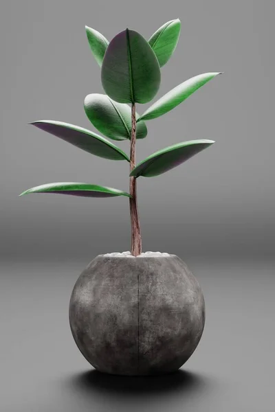 Ρεαλιστική Render Του Ficus Γλάστρα — Φωτογραφία Αρχείου