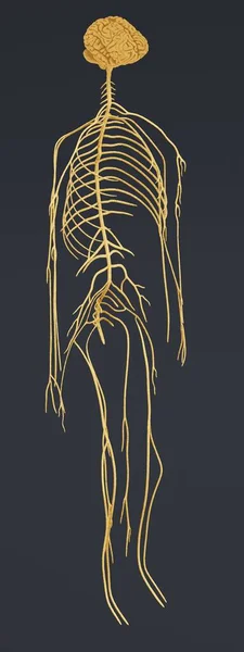 Sinir Sisteminin Gerçekçi Render — Stok fotoğraf